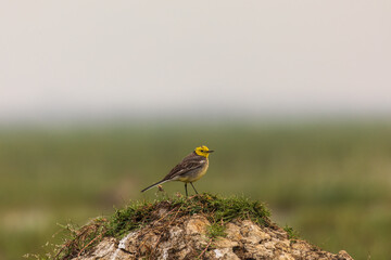 Citrine wagtail (Motacilla citreola) in India