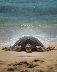 A Sea Turtle on the Hawaiian Cost