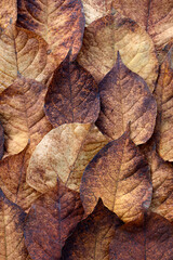 Autumn leaves, color red brown beige, close up.