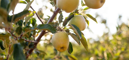 Apple trees ripen in the orchard. Growing apples on trees in an orchard.