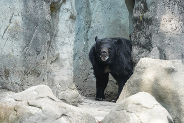 moon bear ursus thibetanus hymalaia asia animal