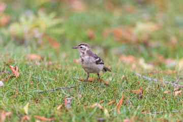 Grey wagtail (Motacilla cinerea) at Bosipota, Hoogly, India