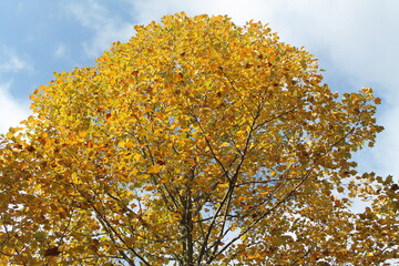 yellow maple