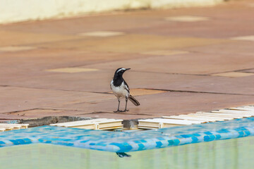 White-browed wagtail or Large pied wagtail (Motacilla maderaspatensis) at Bhopal, India