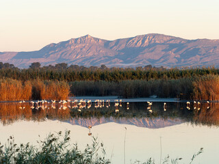Lago con flamencos y montañas reflejadas en el agua