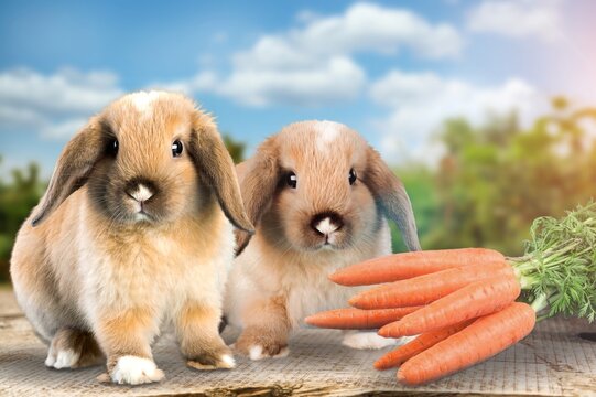 Cute Young Bunny Or Rabbits Eating Carrot