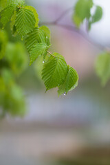 봄바적은 나무잎 