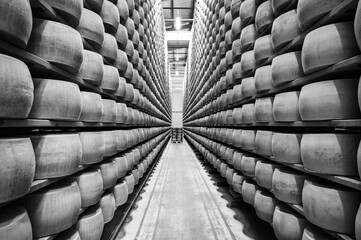 Tall shelves with large heads of parmesan cheese on either side of the aisle in perspective. Black and white photo