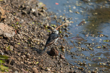 White wagtail (Motacilla alba) at Santragachi jheel, Howrah, India