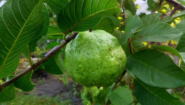 fresh ripe guava hanging on the tree