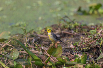 Western yellow wagtail (Motacilla flava) at Kharibari, North 24 Parganas, West Bengal, India