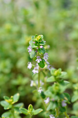 Lemon Variegated Thyme