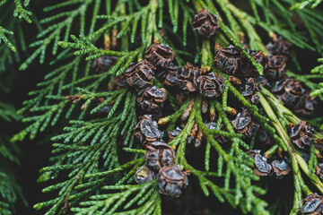 close up of pine cone