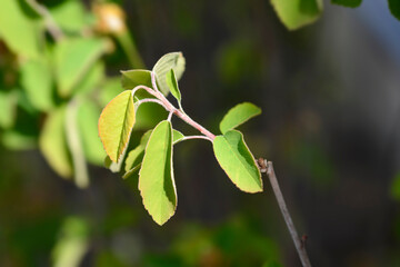 Alder-leaved serviceberry Obelisk