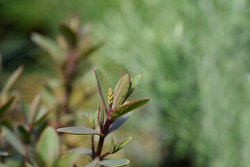 Shrubby veronica Pink Lady