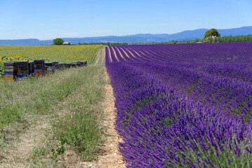 Lavendelfeld (Lavandula angustifolia), Valensole, Département Alpes-de-Haute-Provence,...