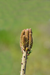 Japanise White Pine Negishi