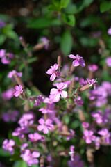 Rock soapwort