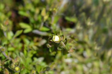 Mountain sandwort