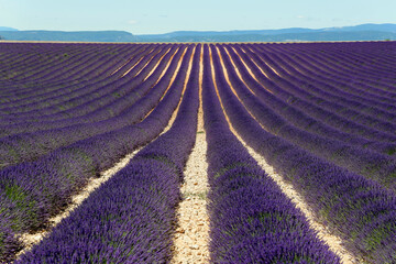 Plakat Lavendelfeld (Lavandula angustifolia), Valensole, Département Alpes-de-Haute-Provence, Provence-Alpes-Côte d'Azur, Frankreich, Europa