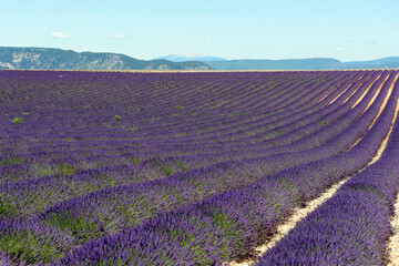 Lavendelfeld (Lavandula angustifolia), Valensole, Département Alpes-de-Haute-Provence,...