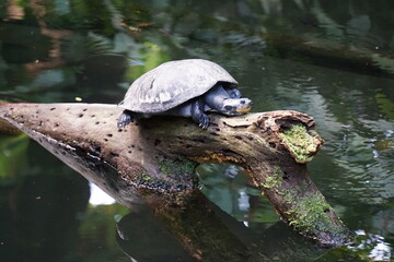 Borneo-Flussschildkröten