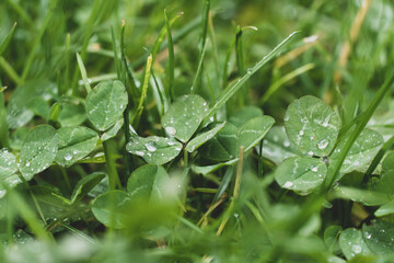Water drops on a leaf