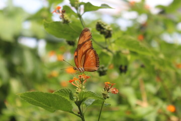 papillons divers