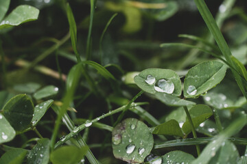 Wet grass