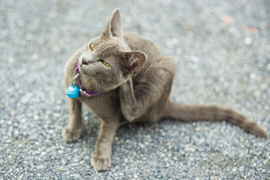 Itchy cat try to scratching its skin. Concept for pet skin's health problem from flea parasite