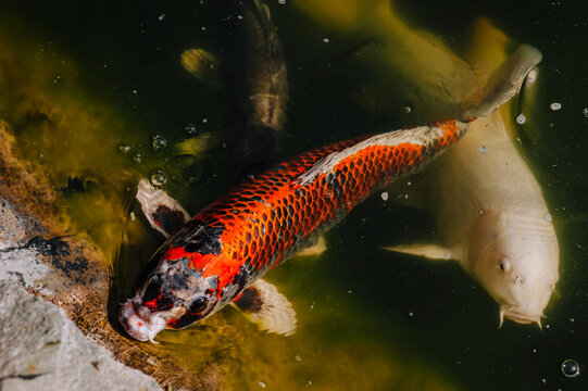 Beautiful large colored fish carp koi swim in the lake, pond. Close-up photo of an animal.