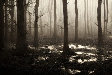 A foggy swamp. Dark and mysterious. 