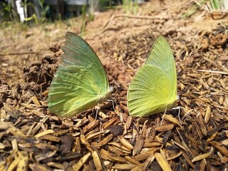 Butterflies on natural fertilizers
