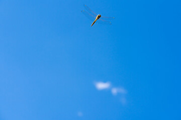 Selective Focus on a dragonfly hovering in the blue sky.