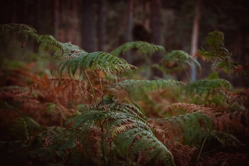 fern in the forest