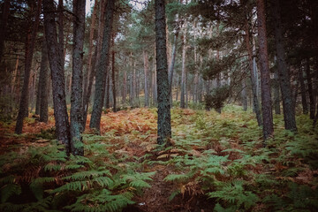 Obraz premium forest in autumn