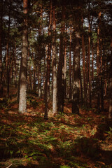 forest in autumn