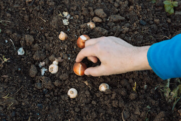 hands holding tulip bulbs before planting in the ground