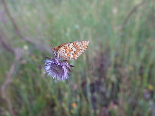 INSECTOS PRIMAVERA