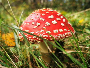 Close-up shot of a beautiful fly agaric in the forest grass