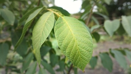 Fototapeta na wymiar green leaves on a branch