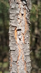 dry peeling bark on a pine tree in the forest