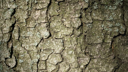 texture of old dry tree bark