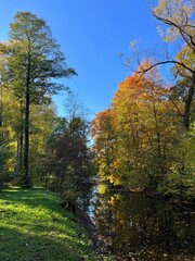 Autumn pond in the park, tree reflection on the pond surface, yellow and orange leaves on the tree