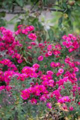 Obraz premium Bright pink aster flowers growing in a garden in Wimpole, Cambridgeshire, UK in autumn.