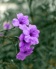 Ruellia tuberosa flower or background of purple flowers Gives a feeling of loneliness and...