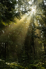 Obraz premium sunny morning rays in a foggy autumn forest