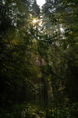 sunny morning rays in a foggy autumn forest