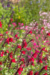 Obraz na płótnie Canvas Flower bed filled with colourful salvia flowers, photographed in autumn in the garden at Wimpole Hall, Cambridgeshire, UK.