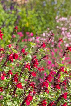 Flower bed filled with colourful salvia flowers, photographed in autumn in the garden at Wimpole Hall, Cambridgeshire, UK.